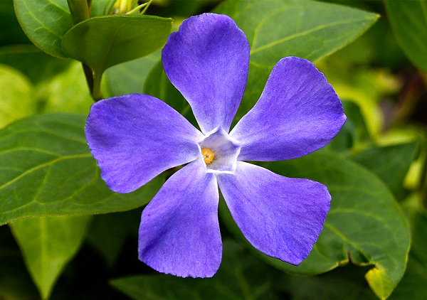 Vinca pendente - Vinca major - Flores e Folhagens