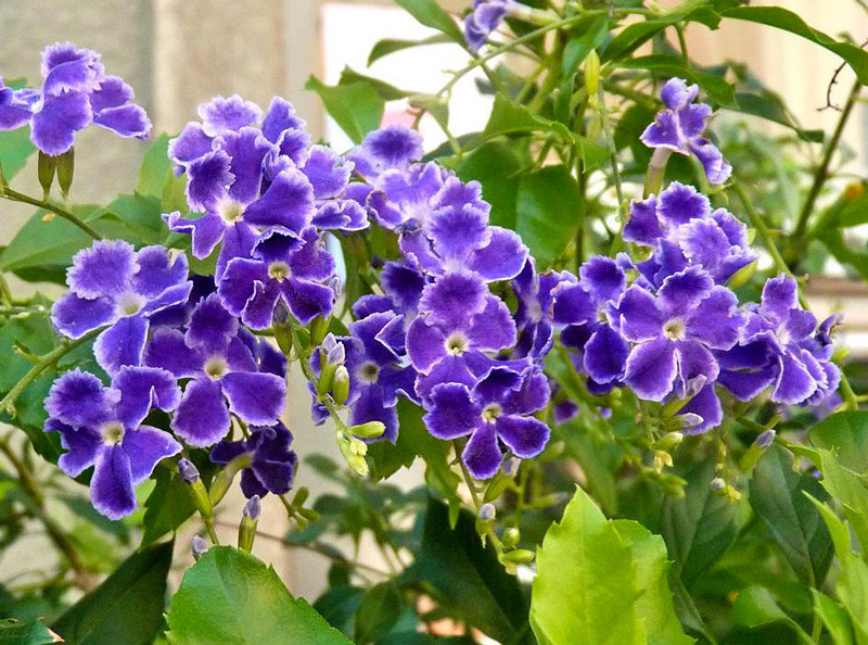 Violeteira - Duranta erecta L.