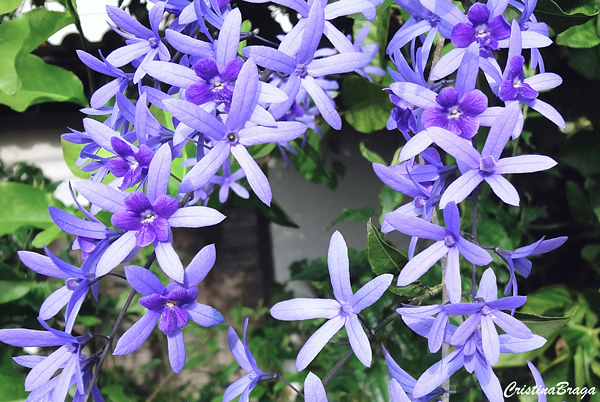 Viuvinha - Petrea subserrata - Flores e Folhagens