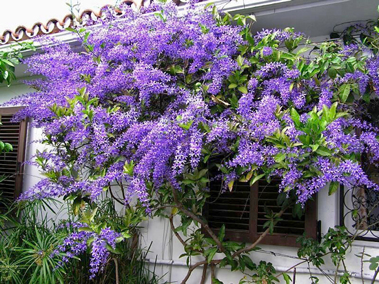 Viuvinha - Petrea subserrata