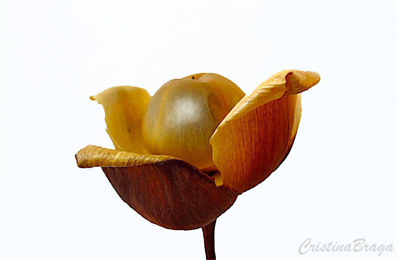 Rosa de Madeira - Ipomoea tuberosa