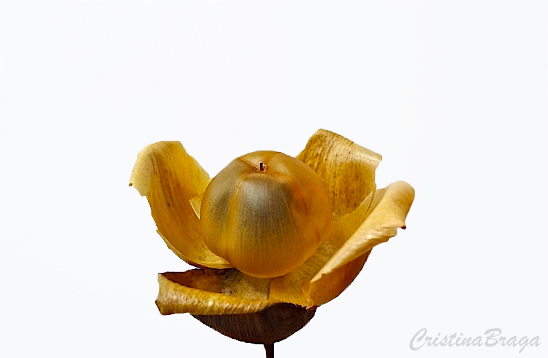 Rosa de madeira - Ipomoea tuberosa - Flores e Folhagens