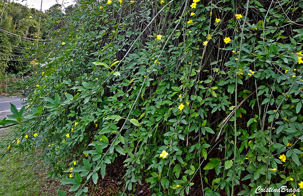 Jasmim Amarelo - Jasminum mesnyi