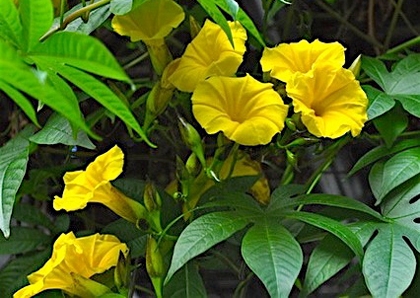 Rosa de madeira - Ipomoea tuberosa - Flores e Folhagens