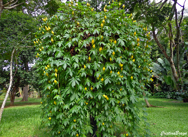 Rosa de madeira - Ipomoea tuberosa