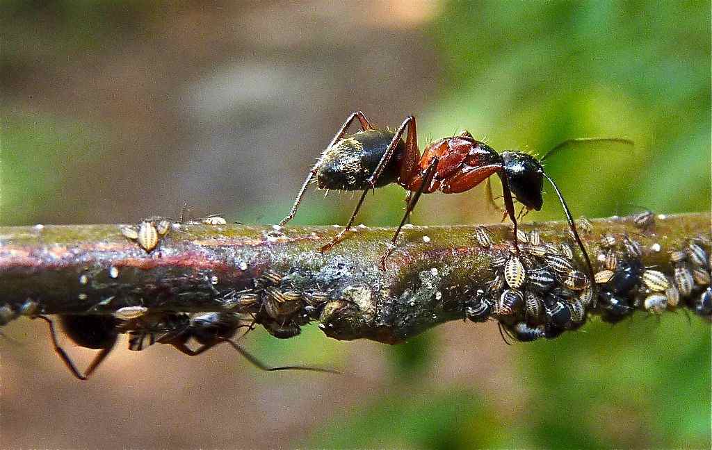 Pragas de jardim