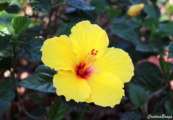 Hibisco - Hibiscus rosa-sinensis