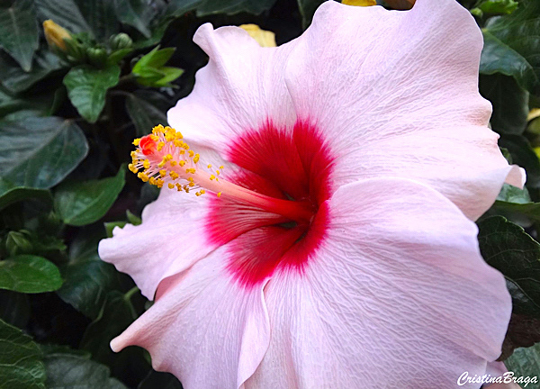 Hibisco - Hibiscus rosa-sinensis