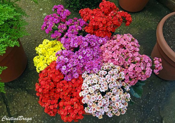 Kalanchoe - Kalanchoe blossfeldiana