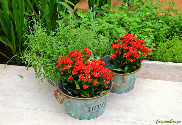 Kalanchoe - Kalanchoe blossfeldiana