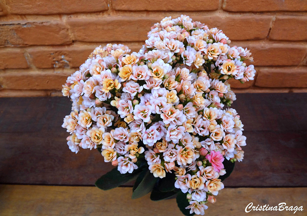 Kalanchoe - Kalanchoe blossfeldiana