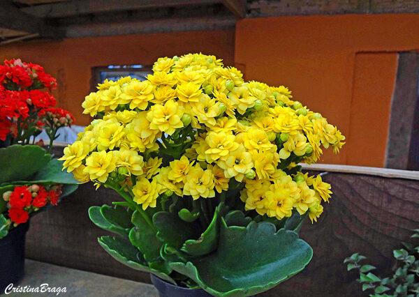 Kalanchoe