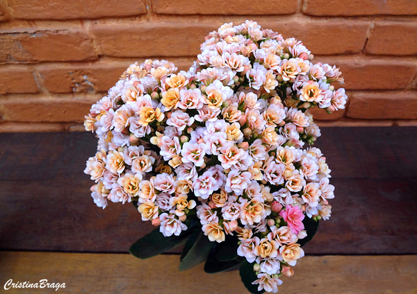 Kalanchoe