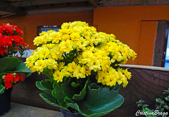 Kalanchoe - Kalanchoe blossfeldiana