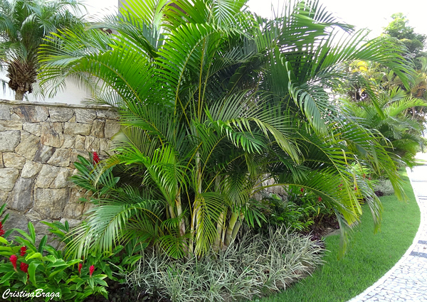 Areca Bambu - Chrysalidocarpus lutescens