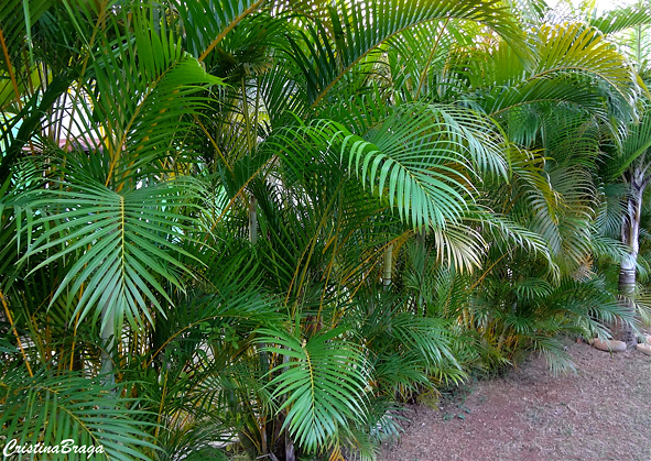 Areca Bambu - Chrysalidocarpus lutescens