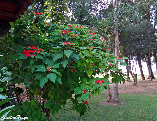 Bico de papagaio - Euphorbia pulcherrima - Flores e Folhagens