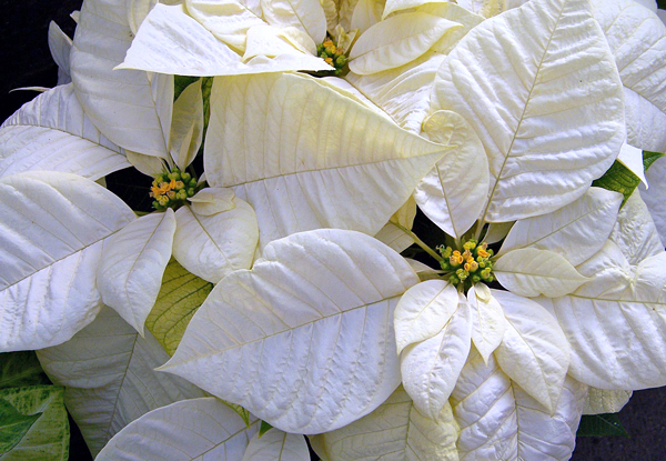 Bico de papagaio - Euphorbia pulcherrima - Flores e Folhagens