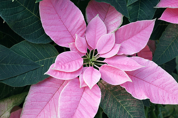 Bico de papagaio - Euphorbia pulcherrima - Flores e Folhagens