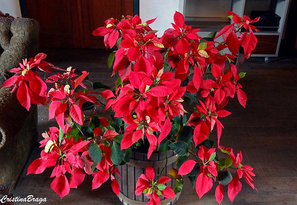 Bico de papagaio - Euphorbia pulcherrima - Flores e Folhagens