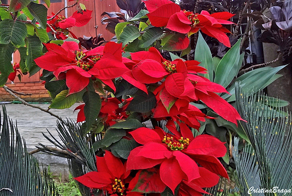 Bico de papagaio - Euphorbia pulcherrima - Flores e Folhagens Bico de papagaio - Euphorbia pulcherrima - Flores e Folhagens