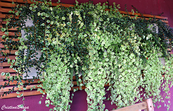 Columéia peixinho - Nematanthus wettsteinii