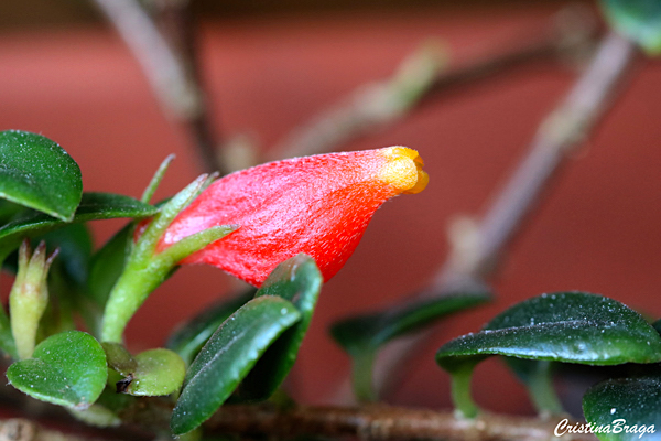 Columéia peixinho - Nematanthus wettsteinii