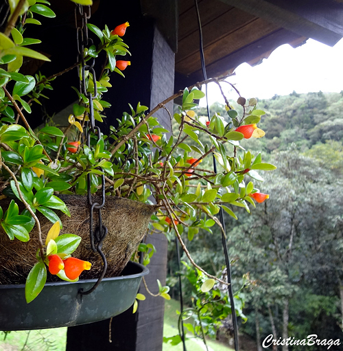 Columéia peixinho - Nematanthus wettsteinii