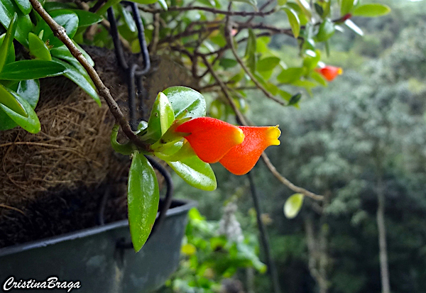 Columéia peixinho - Nematanthus wettsteinii