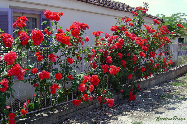 Como adubar Suas Plantas