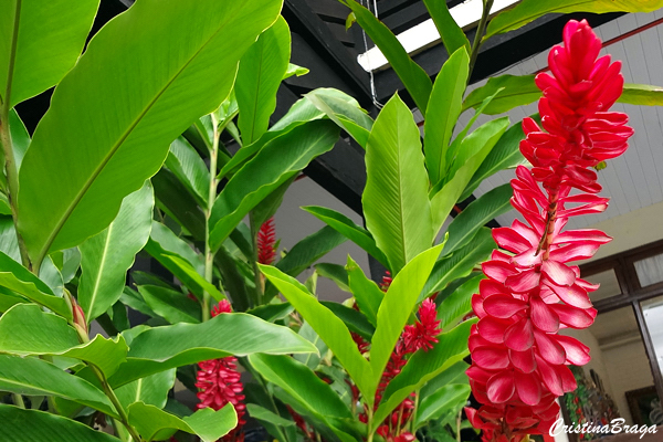 Como adubar Suas Plantas