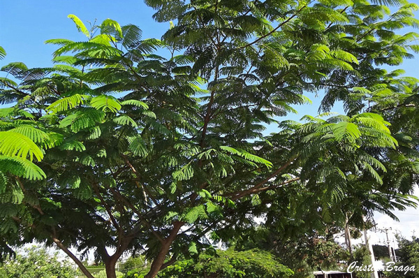 Como adubar Suas Plantas