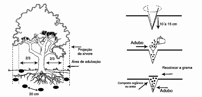 Como adubar Suas Plantas