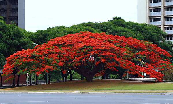 Flamboyant - Delonix regia