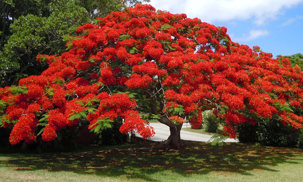 Flamboyant - Delonix regia