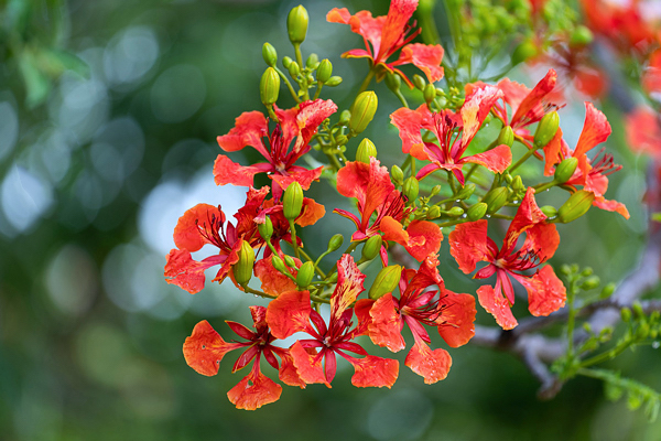 Flamboyant - Delonix regia