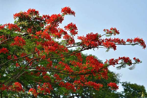 Flamboyant - Delonix regia