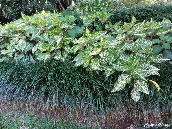 Iresine - Iresine herbstii