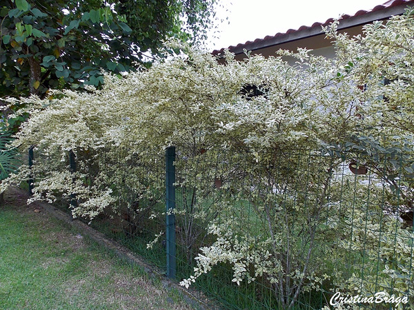 Ligustro arbustivo - Ligustrum sinense