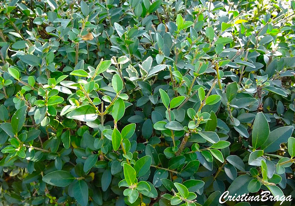 Ligustro arbustivo - Ligustrum sinense