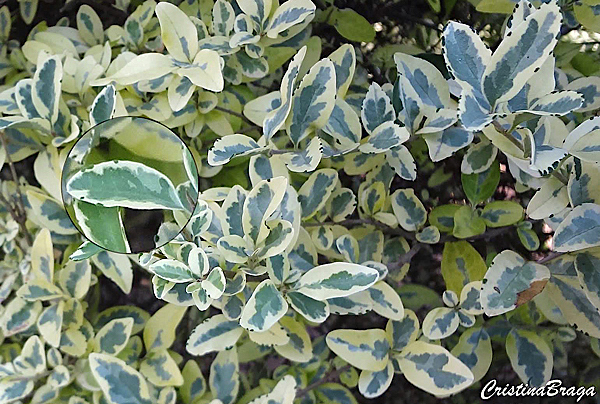 Ligustro arbustivo - Ligustrum sinense