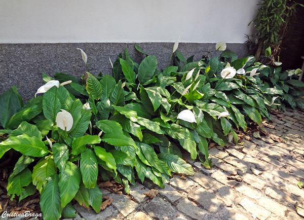 Lírio da paz - Spathiphyllum wallisii - Flores e Folhagens