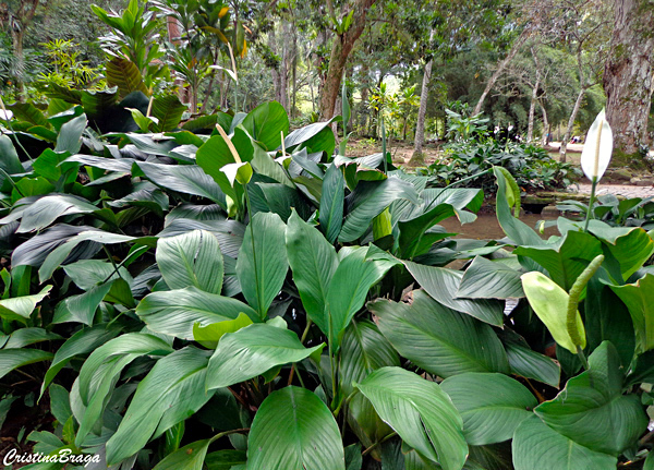 Lírio da paz - Spathiphyllum wallisii - flor