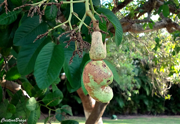 Problemas mais frequentes nas Flores e Frutos