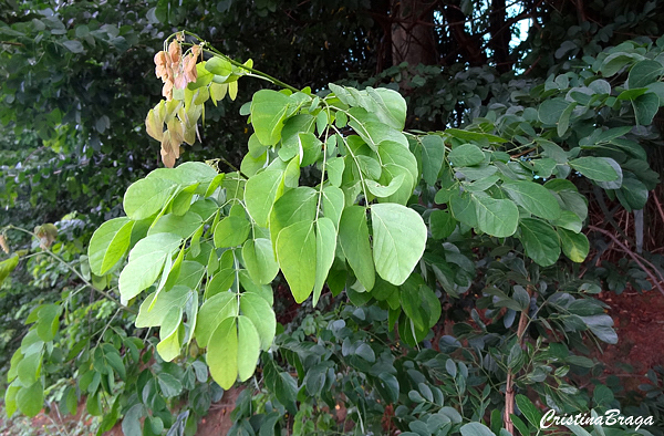 Sansão do Campo - Mimosa caesalpineafolia