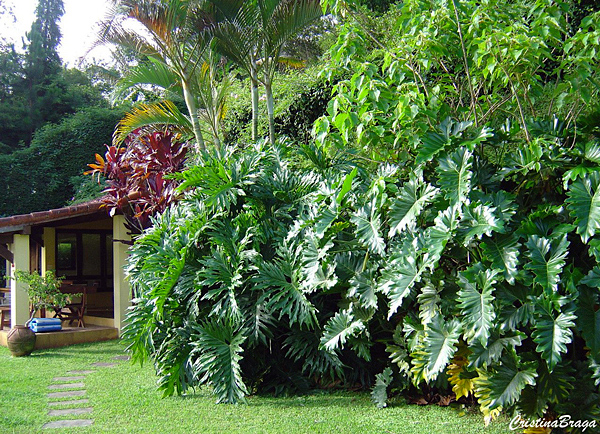 Guaimbê - Philodendron bipinnatifidum