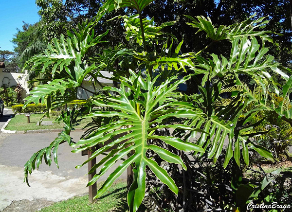 Guaimbê - Philodendron bipinnatifidum