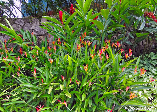 Helicônia papagaio - Heliconia psittacorum