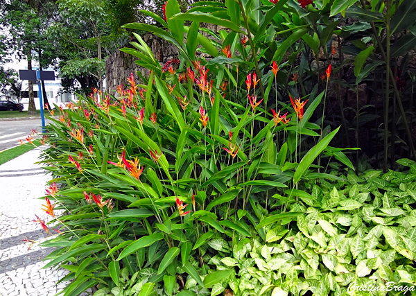 Helicônia papagaio - Heliconia psittacorum