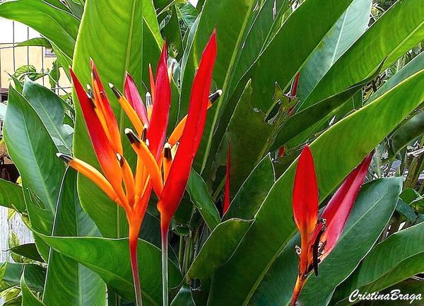 Helicônia papagaio - Heliconia psittacorum